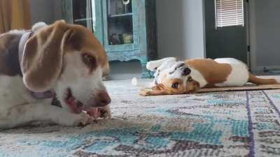 Drama, drama, drama... (Sound on)