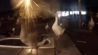 🔥A group of geese witnessed the meteor that fell in Portugal