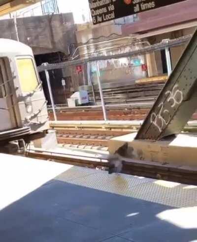 Two pigeons push another pigeon onto train tracks