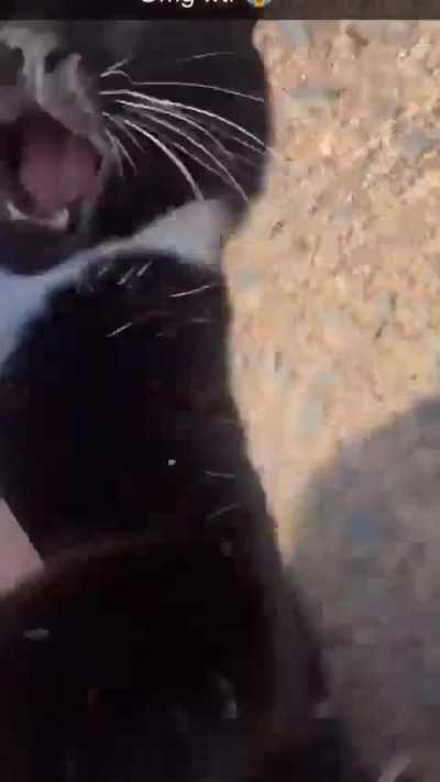 Met the neighbour’s cat!