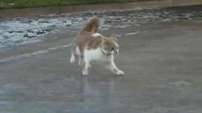 First time on ice combined with first time wearing a bell collar