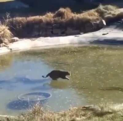 Cat chasing fish on ice