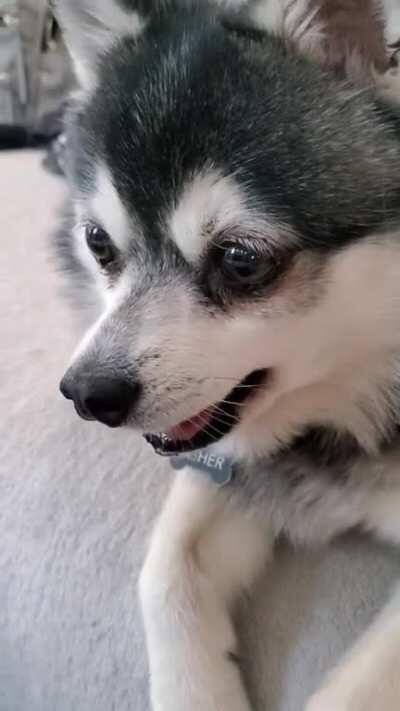 Asher wants an empty bowl...bonus drool [Alaskan Klee Kai]