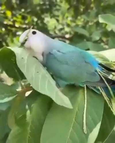 🔥 Lovebird removing midveins from leaves, tucking them amongst its feathers to transport them, and use the materials for nest building.