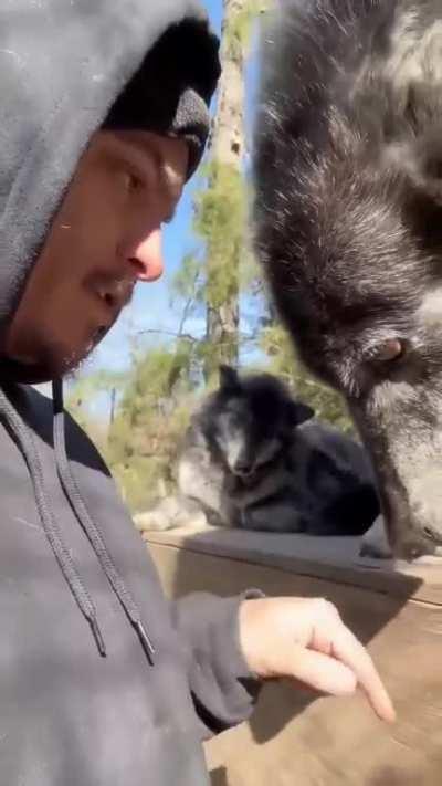 Owner of massive Timberwolf tempts fate