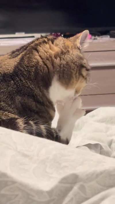 Why is my cat biting herself?