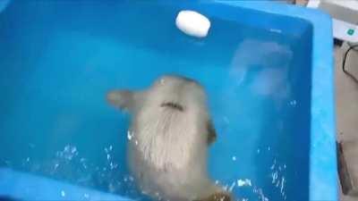Baby seal's first swimming lesson