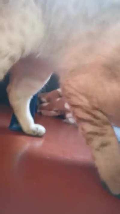 I got a pRoPeR telling off for going on holiday for 2 weeks..