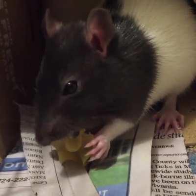 Joe eating pasta. Rat ASMR.