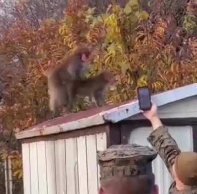 Monkey gets caught with his side piece but doesn't want any evidence