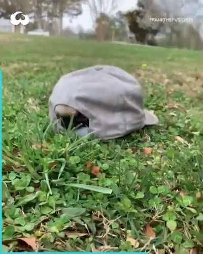 Your dog is a turtle now.