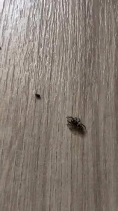 Jumping spider sneaking up on a piece of lint and being adorable