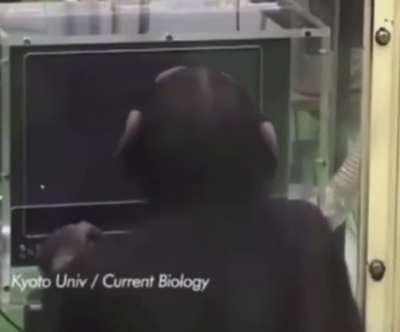 Chimpanzees have excellent memory retention.