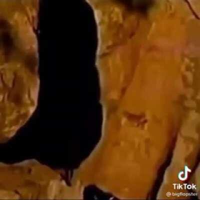 🍃🍁certified floppa exclusive🚬💨