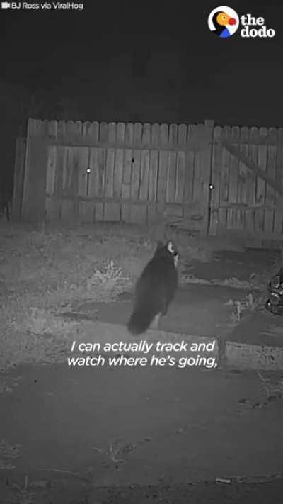 Пушистый воришка