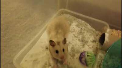 Mochi turns into a possum when she yawns