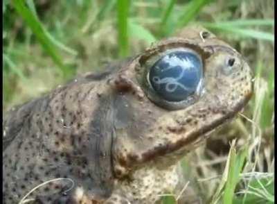 Toad with parasites in its eyeballs
