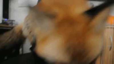 Yay foxxo boop-a da camera