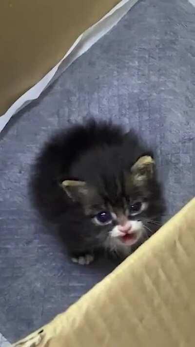 Can you just pick me up and love me forever