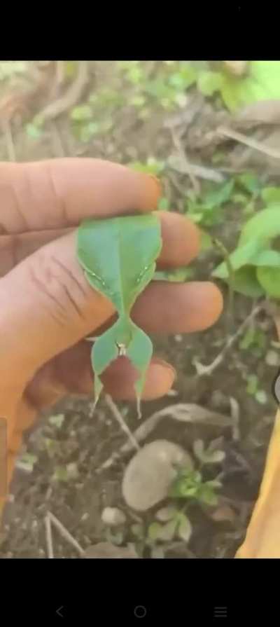 Leaf insect camouflage is unreal