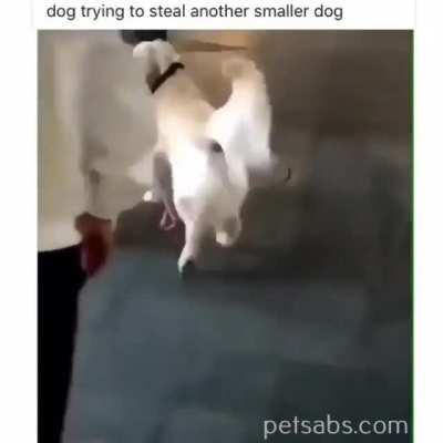 Does it apply here if the dog got the other dog himself?