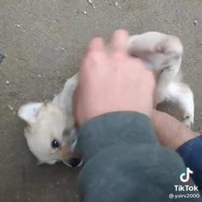 orslok en un directo de abby