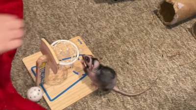 My smol pet rat Chickpea is learning basketball - pt 3!
