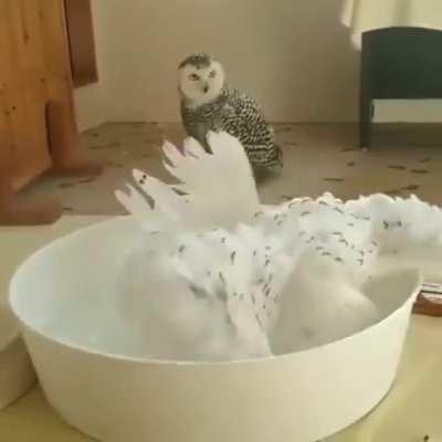 Greg, you got to see this shit