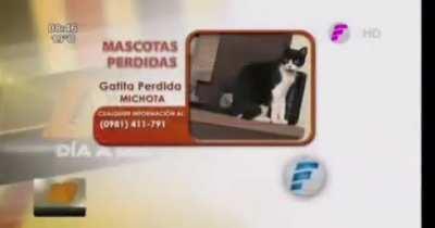 Ayudenme a encontrar a mi gatita