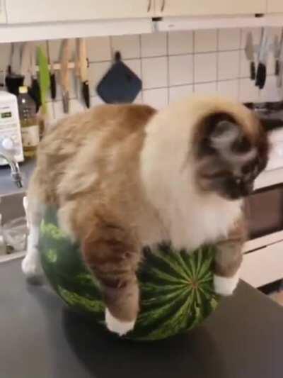 Here's a cat on a watermelon, enjoy