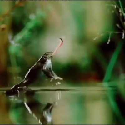 Wtf .... this fly on steroids