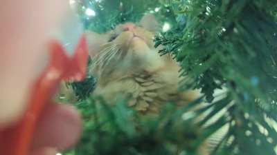 Bagel is unphased by water squirts and bitter spray on the branches. Any other ideas?