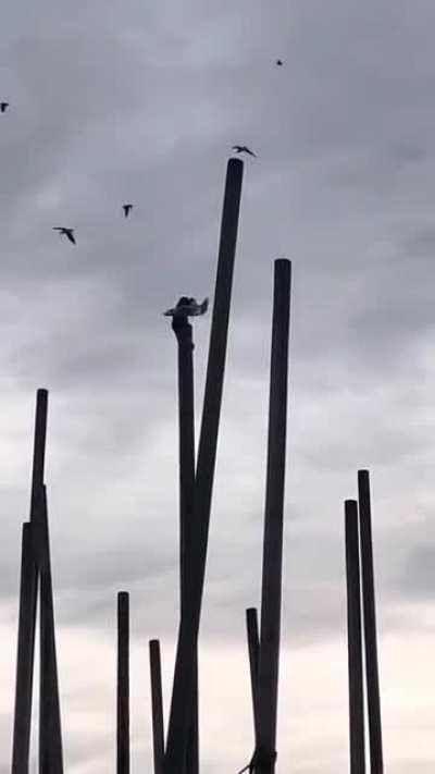 The original King Kong