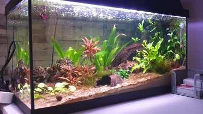 Who said bettas don't need space? Love the little rests <3