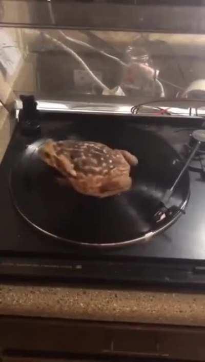 It is Wednesday, my dudes