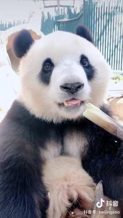 Just a panda eating (with sound).
