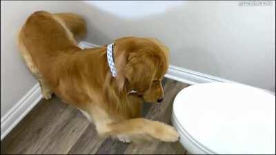 House Tour Toilet Edition