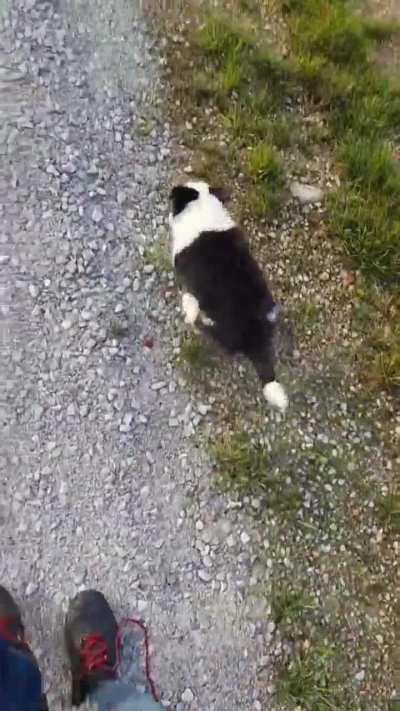 Bunny hopping normal?