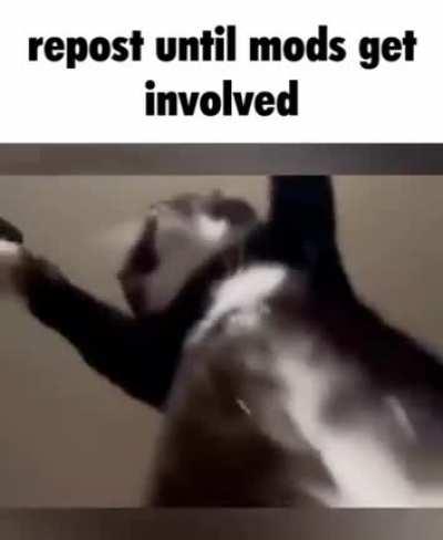 an a little of chicken fried