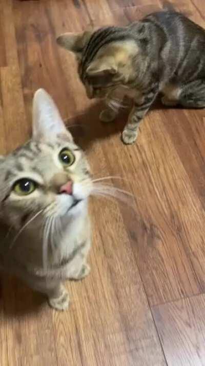 In honor of Toro&rsquo;s 1st birthday, here is a compilation of his constant yelling