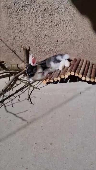 Bunny flop goes wrong