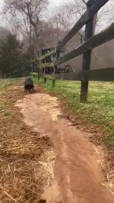 The irrigation dog back at it again.