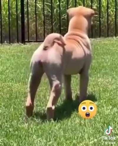 Happy barking 😁😅