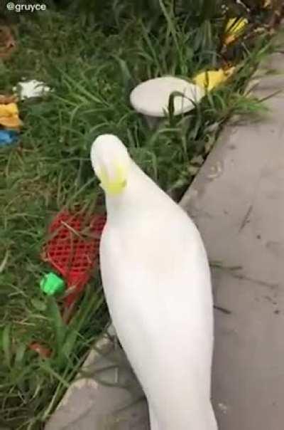 Got this perfectly cut scream here. No the bird didn't get injured