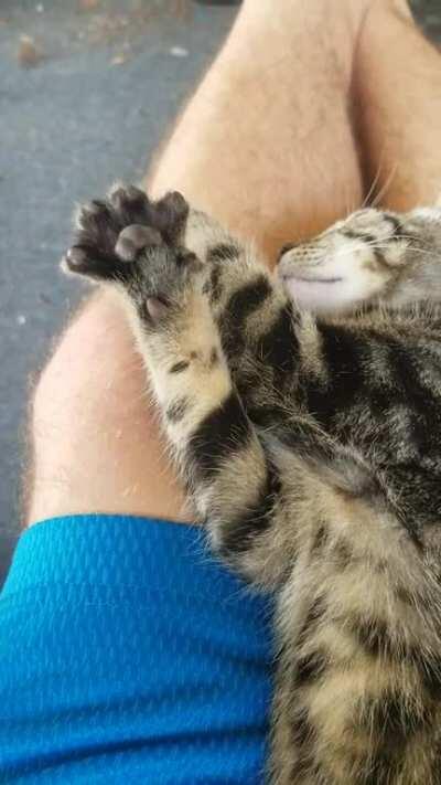 Found this dude outside howling in a thunderstorm yesterday, hasn't stopped kneading since we brought him in.