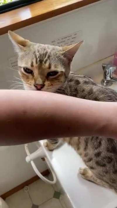 Isla is very gentle with me, it doesn’t hurt at all!