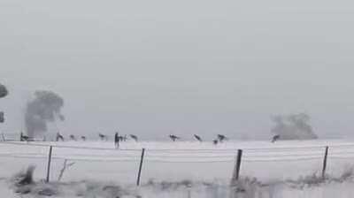 Kangaroos hopping in Australian snowfall