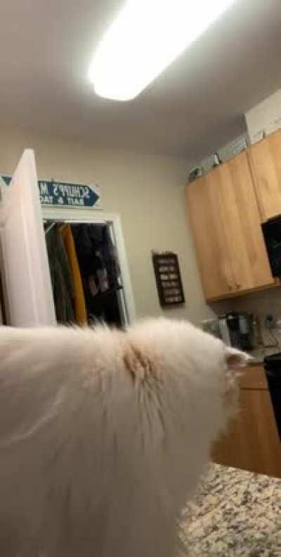 Pikachu needs a smoke, not pets