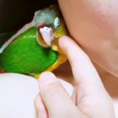 He did a scritch and then a cuddle. This conure baby loves to snuggle