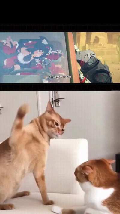 The highlight of this chapter ฅ^•⩊•^ฅ neko slaps